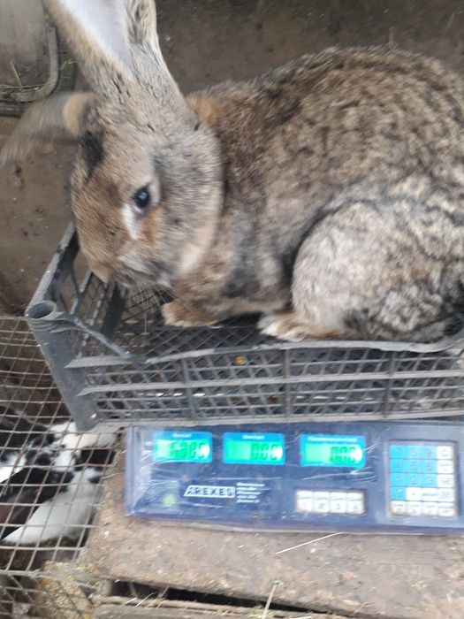 Кролики Строкач, Боргунець,Обер.Помісь