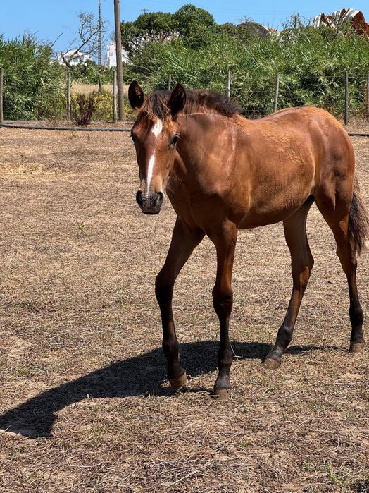 Égua com poldra de 4 meses