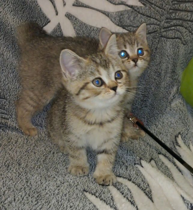 Шотландські кошенята