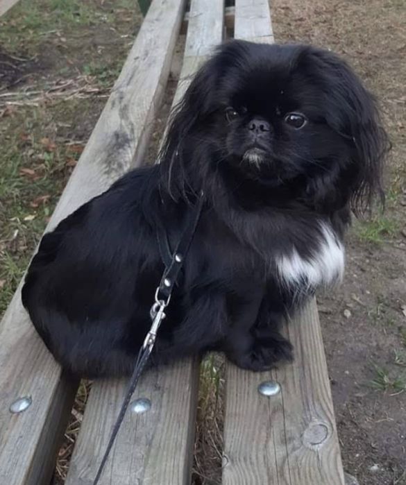 Пропонується цуценя пекінеса