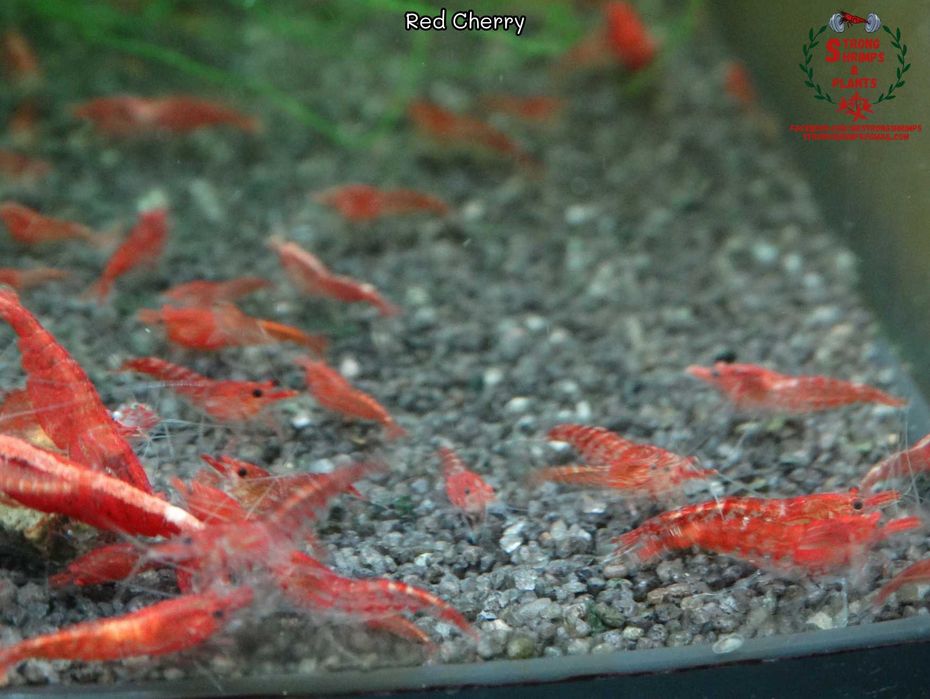 Krewetki Neocaridina Red Cherry woda kranowa ZAMIANA GRATIS PROMOCJA