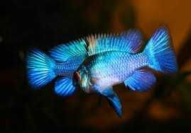 Pielęgniczka Ramireza blue; Sklep akwarystyczny AKWAREKS