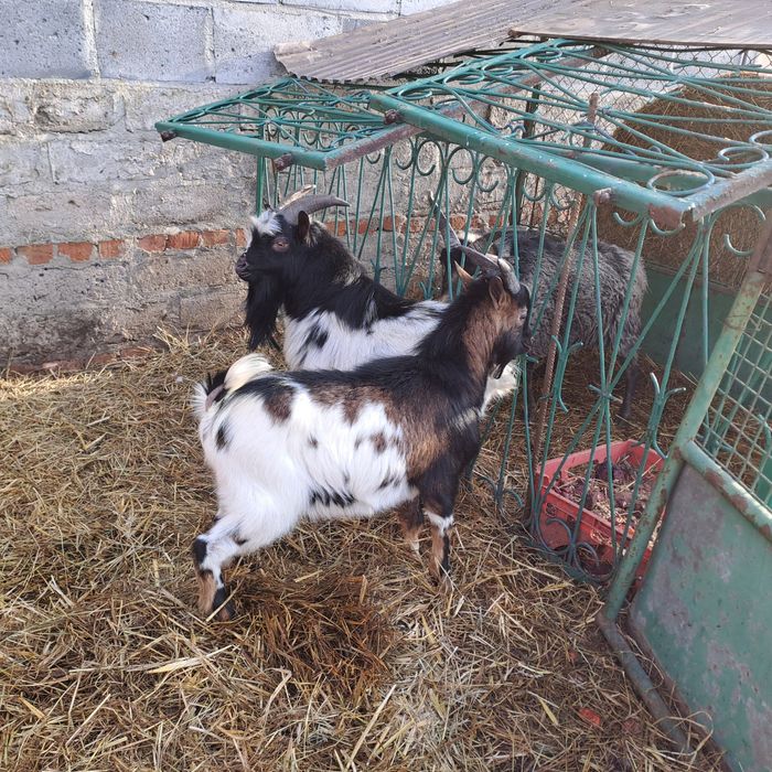 Sprzedam dwie kozy i dwa koziłki