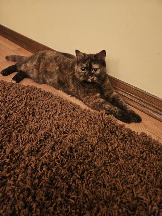 Віддам в добрі руки