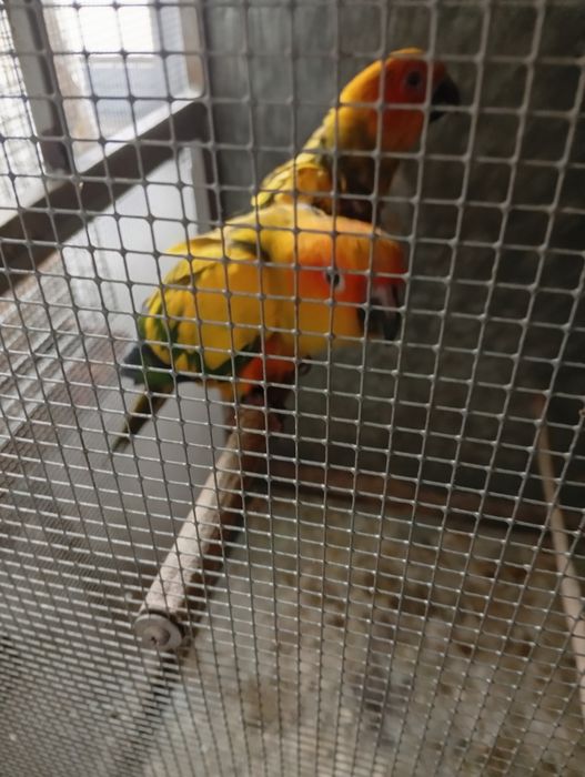 Aratingas Sol - Fêmea 26