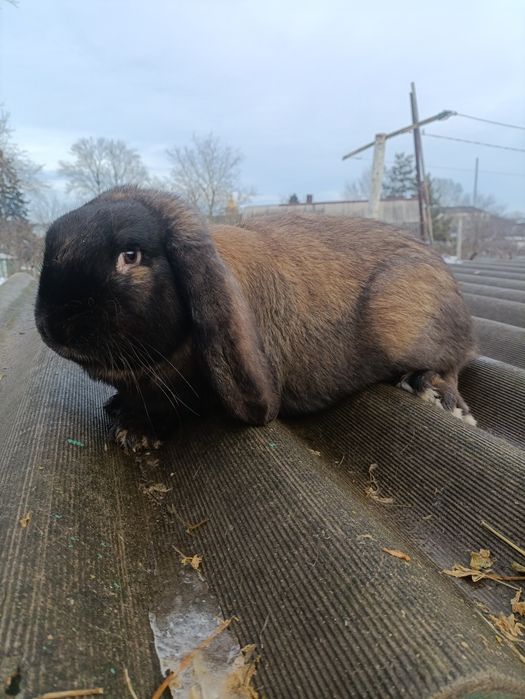 Продам кролі різного віку.