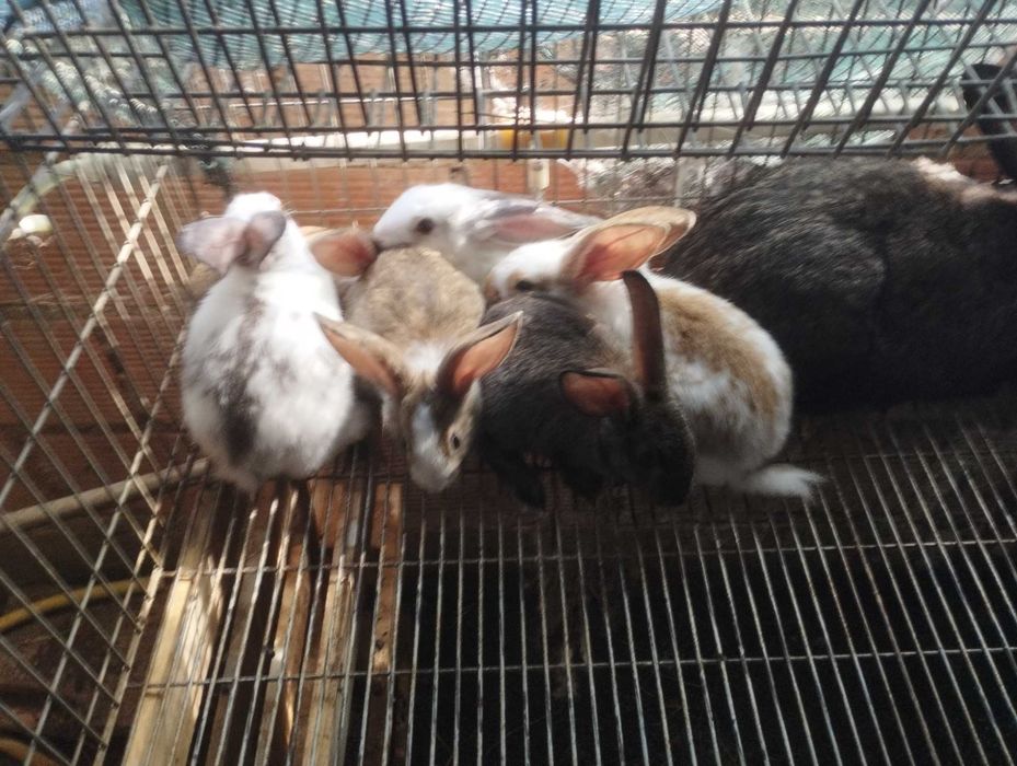 Coelhos (grandes, médio e pequeno) boa qualidade