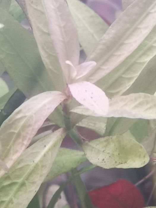 Plantas Aquário Podas 20 PÉS