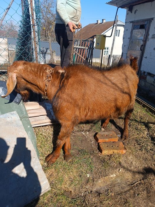 Нубійський цап шукає нову родину