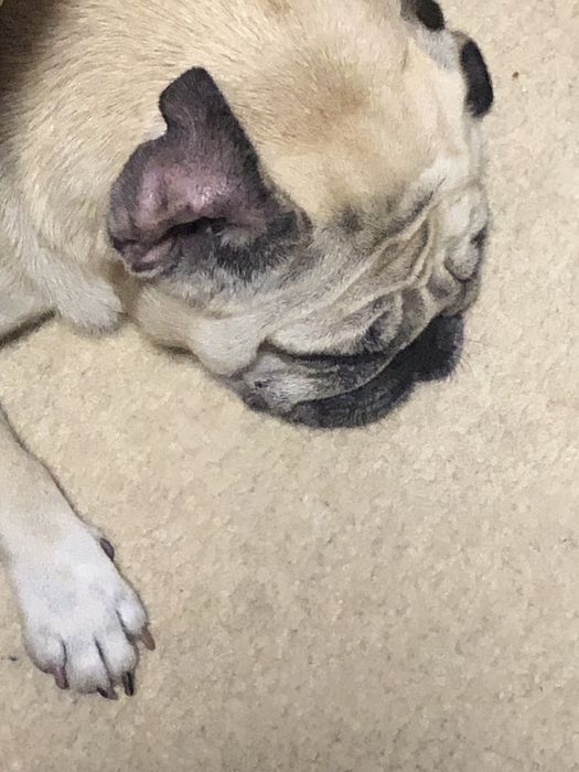 Вʼязка мопс. Щенята