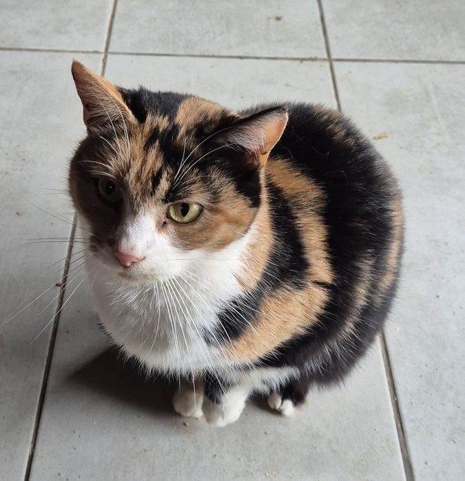 Кішечка в добрі руки