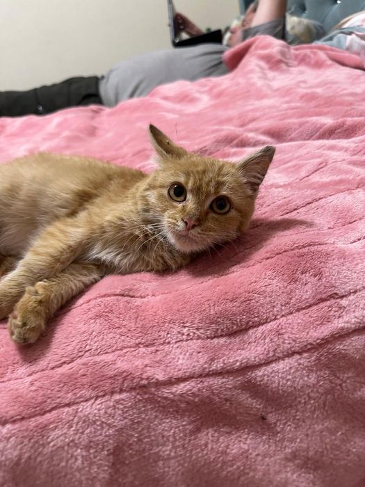 Кошеня 4 міс. в хороші руки