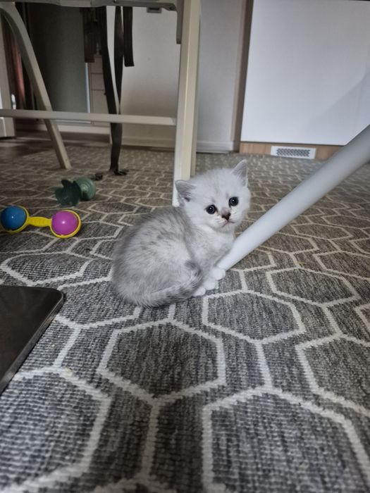 Шотландські кошенята срібна шиншила шотландский котёнок шиншилла