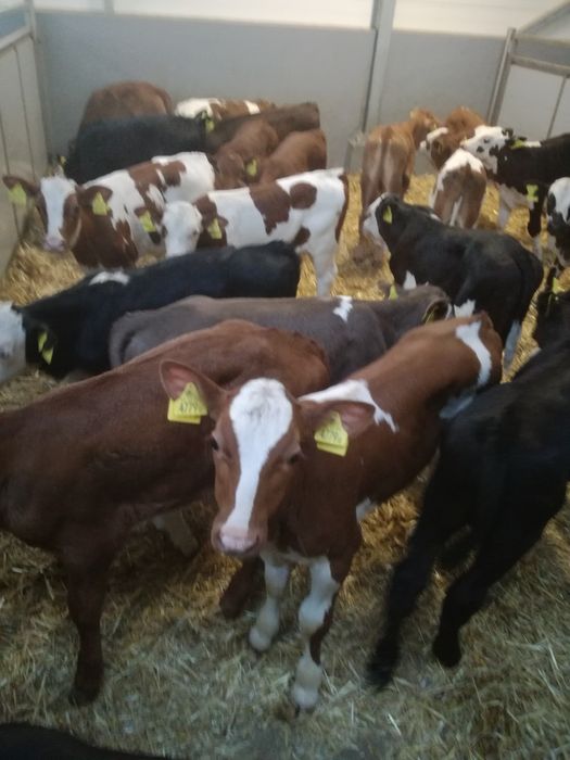Byczki i jałówki Polskie ŁYSE