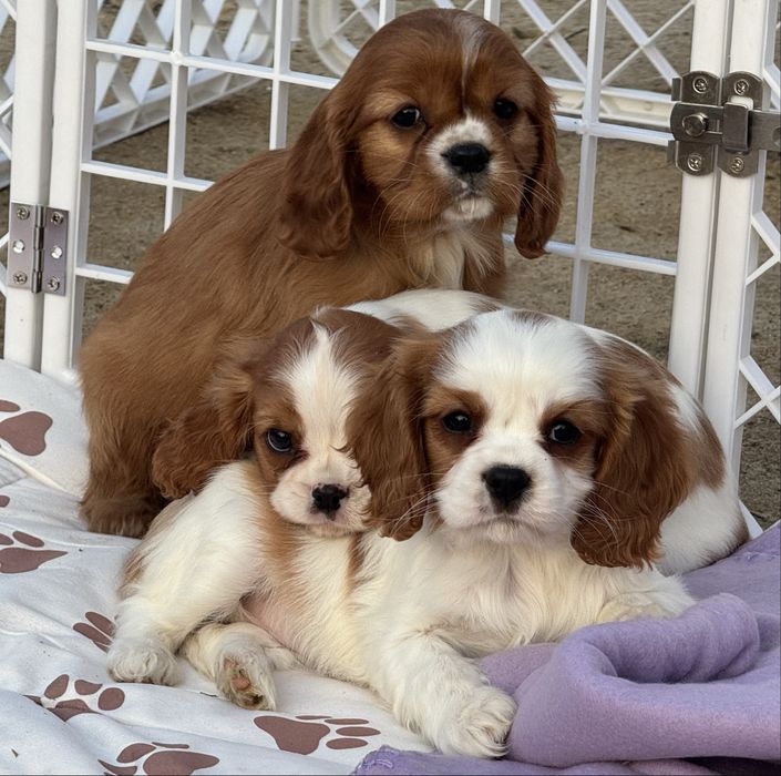 Cavalier King Charles spaniel suczka blenheim ruby z rodowodem