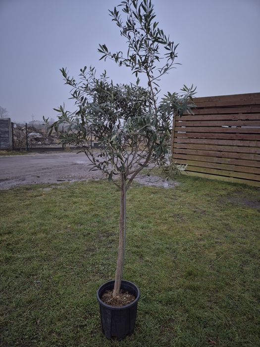 Duże drzewko oliwne