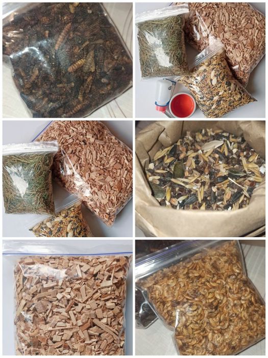 Декоративні кучеряві мишки, миші