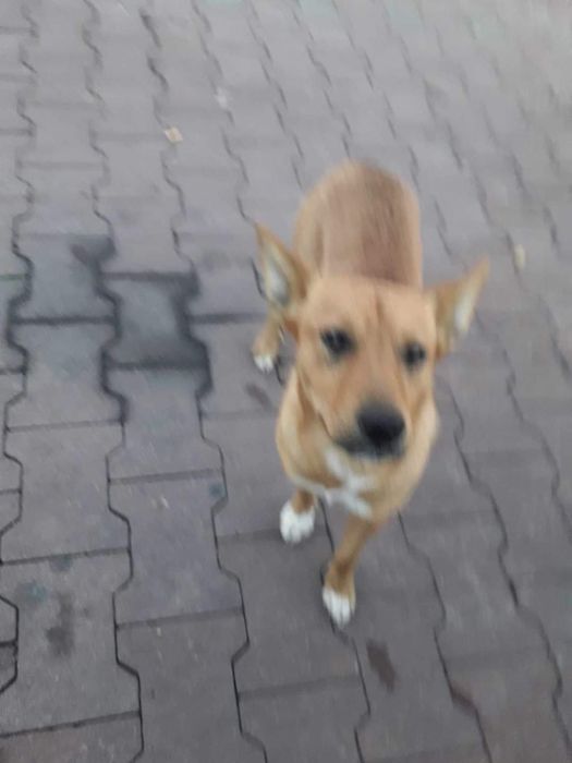 Młoda nie duża Sunieczka Hania szuka domku