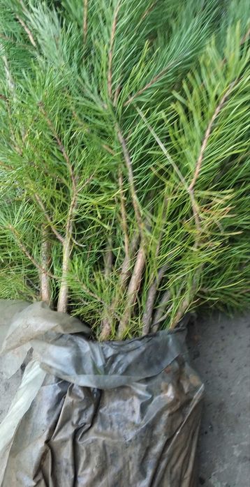 Саженцы сосны обыкновенной