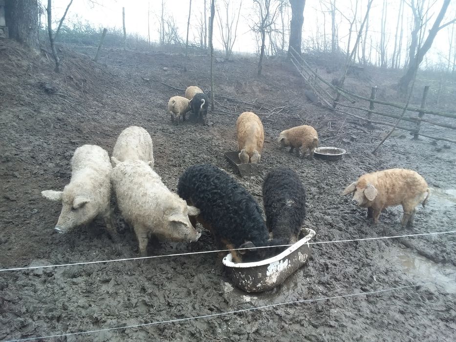Поросята різного віку, м'ясо.