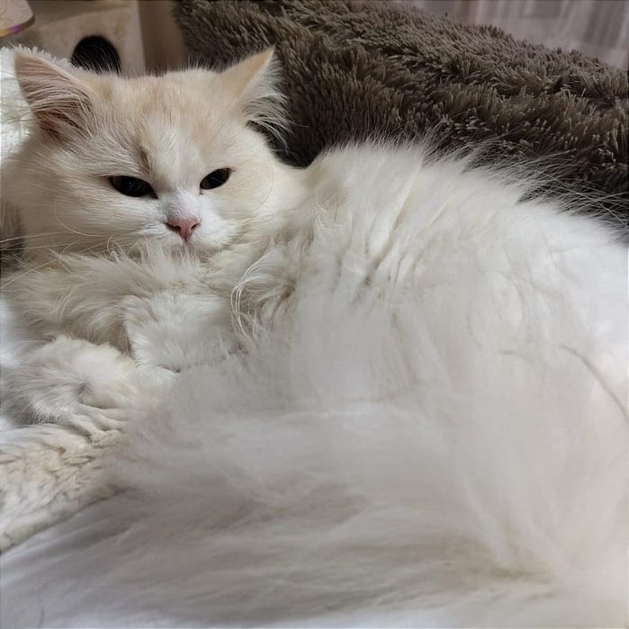 Macho Scottish Longhair
