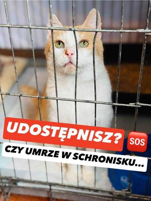 adopcja kota ze schroniska