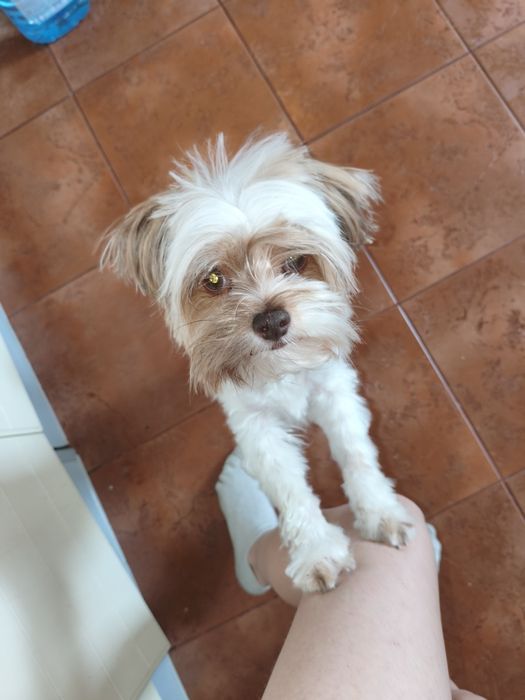 Бівер Йорк в хороші руки