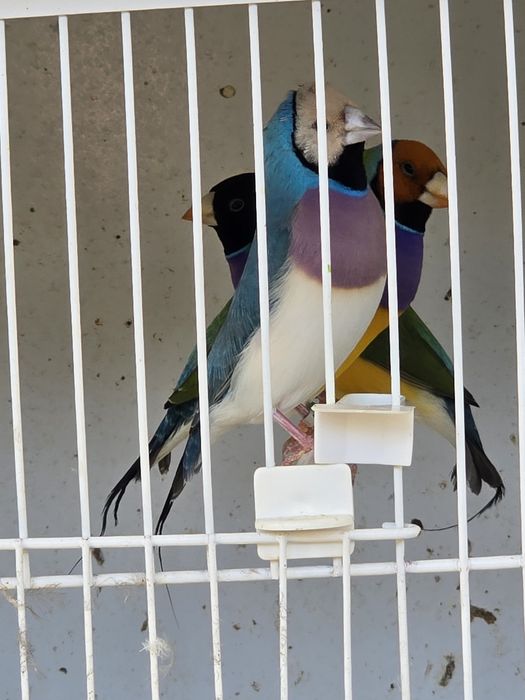 Diamante de Gould para ceder