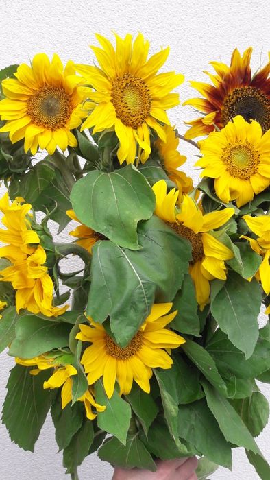 Materiał siewny. Nasiona słonecznika na kwiaty