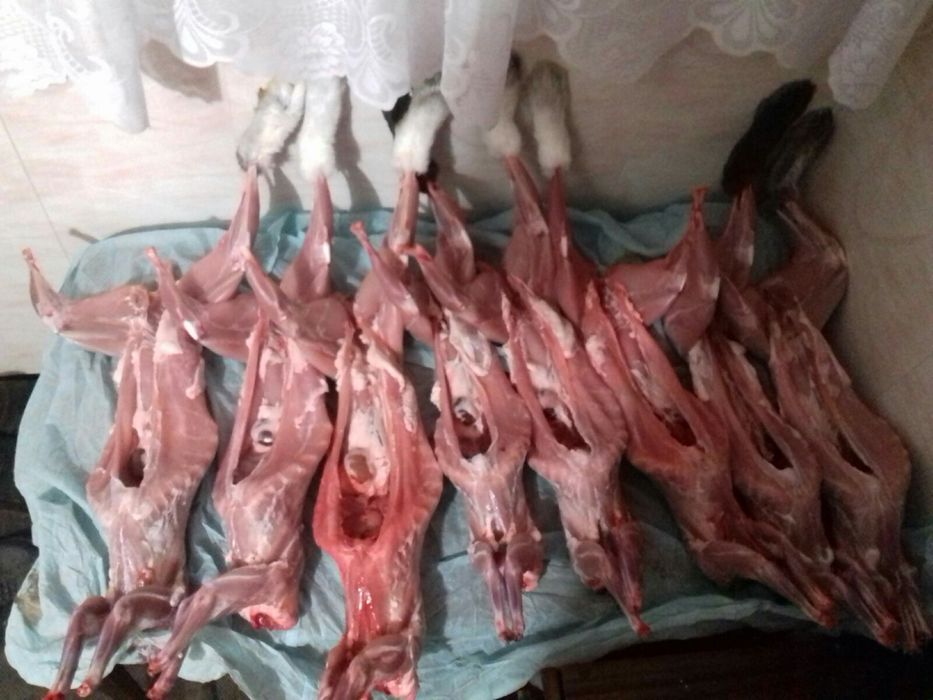 Охолодженні тушки молодого кролика!!!