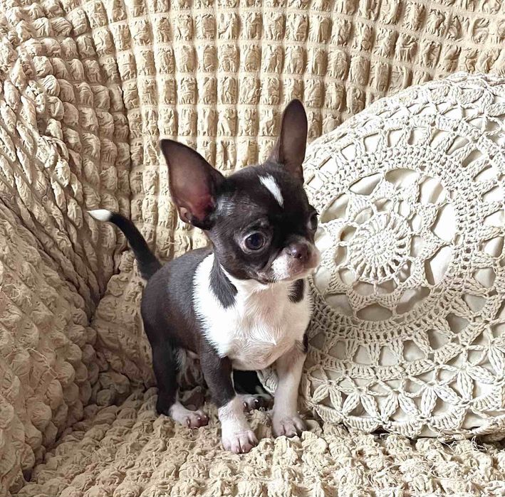 Девочка чихуа шоколад, 3,5 месяца