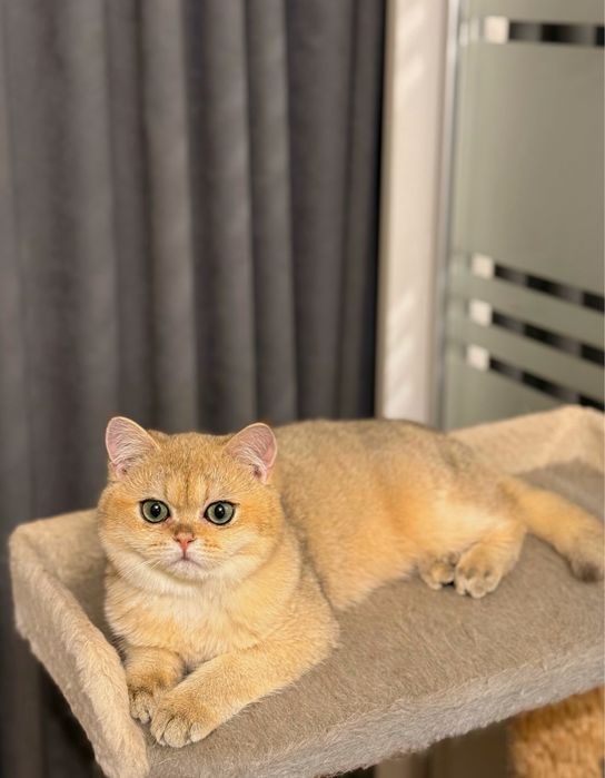 Шикарный мальчик золотая шиншилла