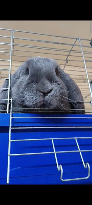 Króliki Barany francuskie niebieskie