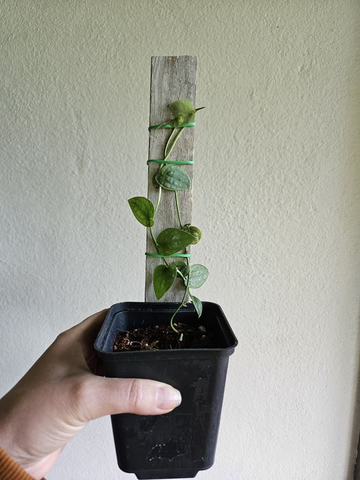 Monstera Dubia na desce