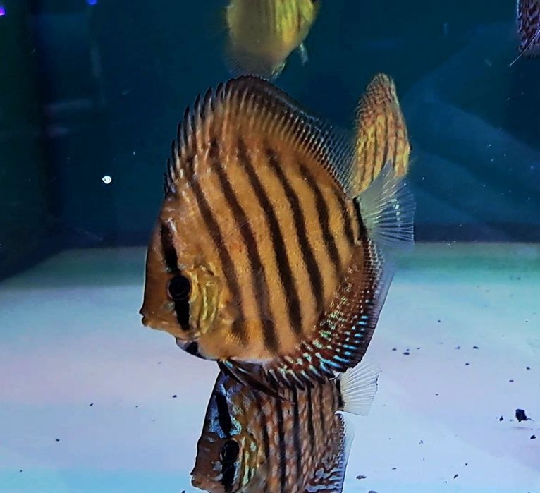 Дискус Discus  Дискуси