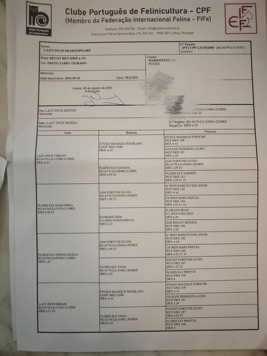 Devon Rex  bebê branco