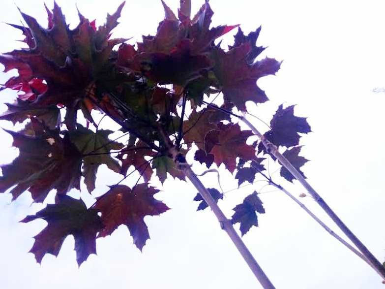 Klon szczepiony Royal Red