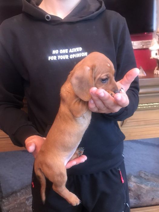 Продам чарівних Таксенят