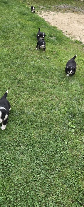 Bernenski pies pasterski Bernenczyk