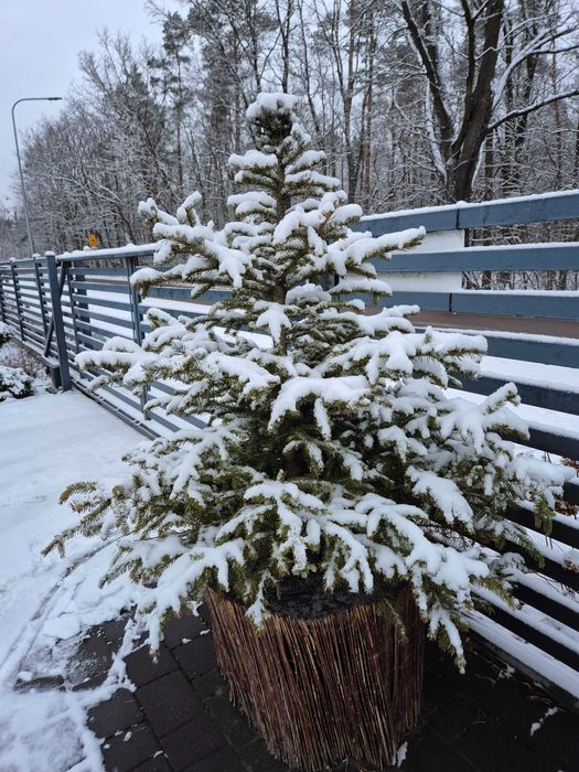 Choinka /swierk ok  160cm-170 cm ukorzeniona