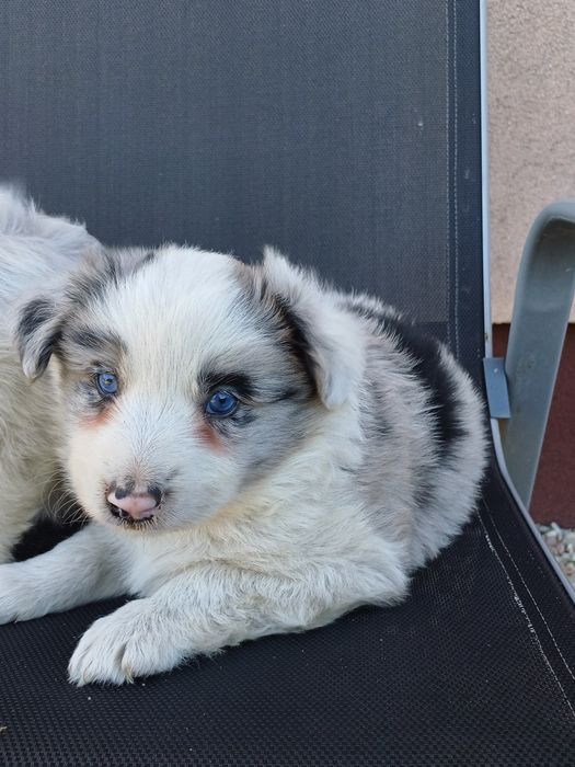 Border Collie piesek blue merle