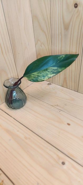 Philodendron strawberry shake