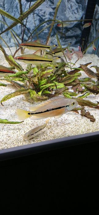 Zamienie  pielegnice