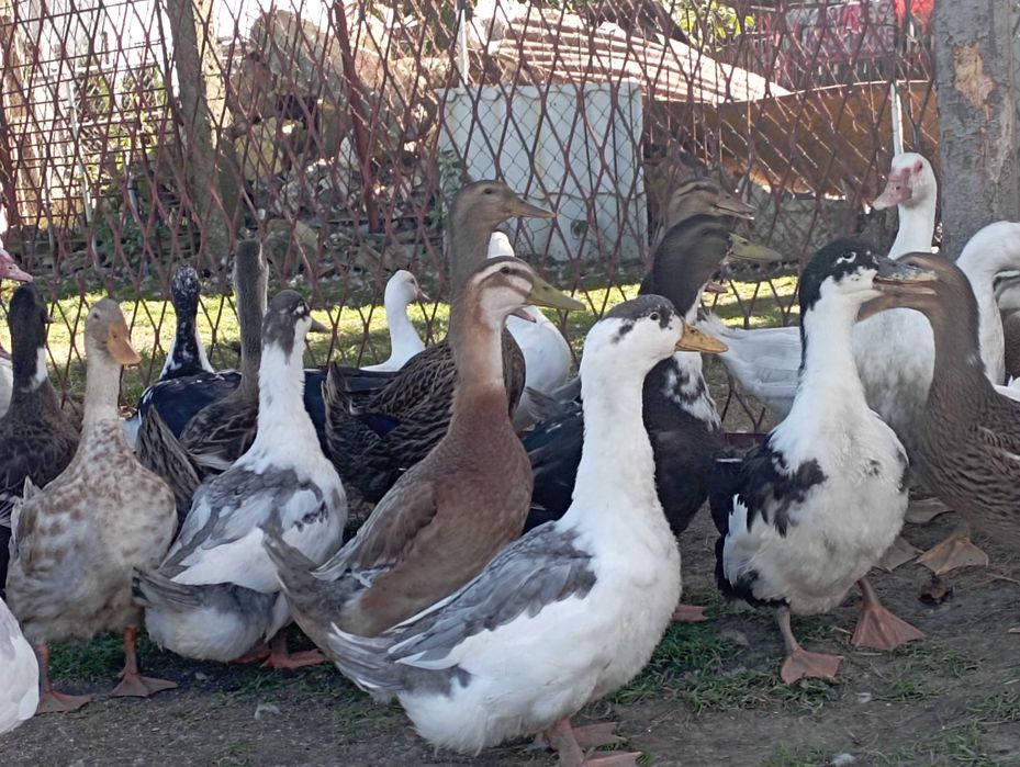 Mix Młodych : Kaczorów/Kaczek z WIOSNY 2025 r. Do Uboju /Chów