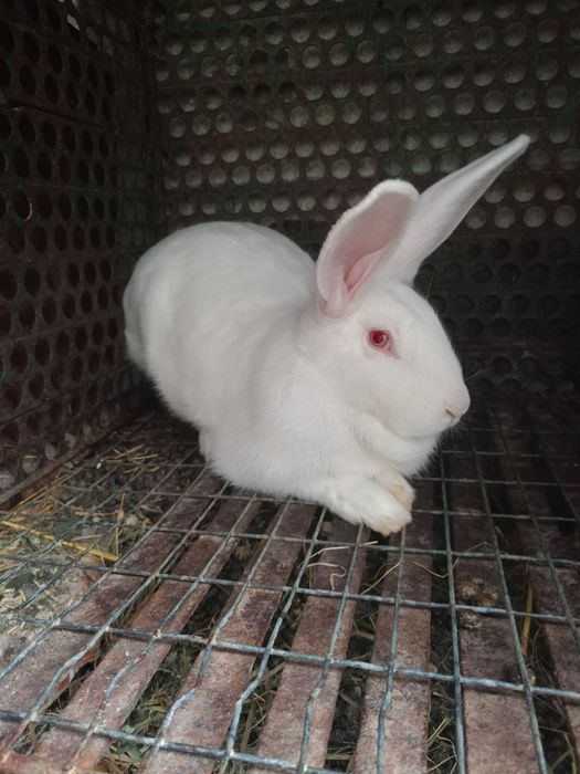 Кролі породи„Термонська біла"