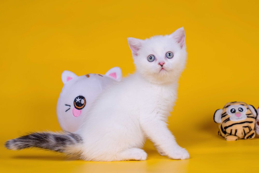 Плюшевий Шотландський хлопчик Франклін