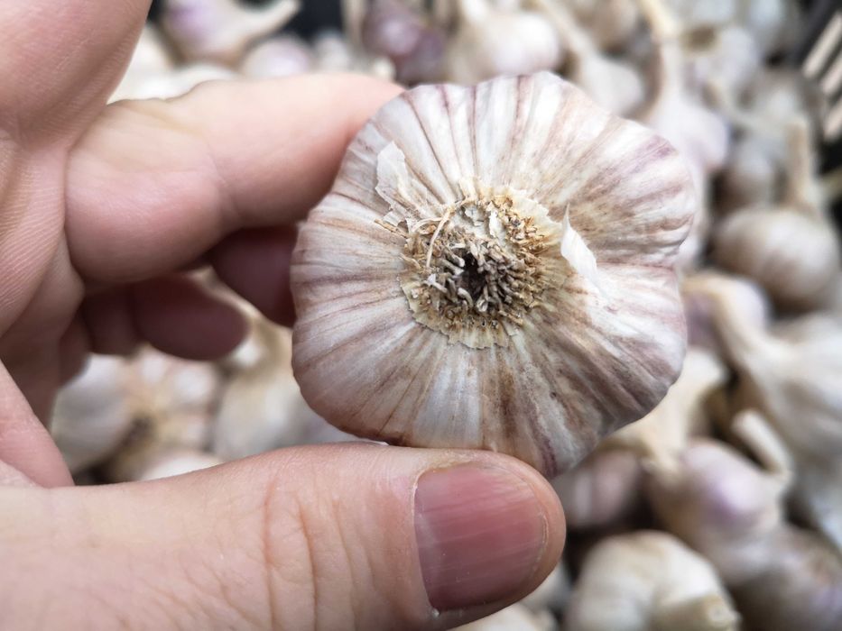 Czosnek Harnaś sprzedam