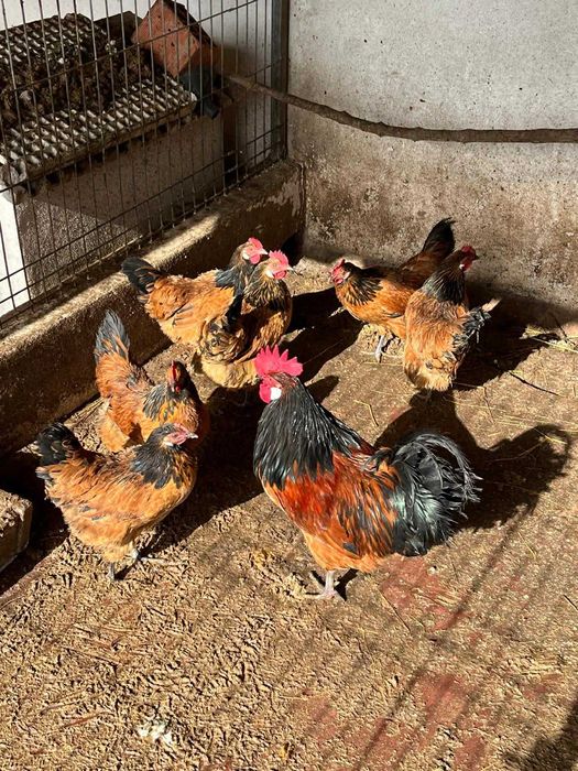 VORWERK ovos galados (FÉRTEIS)