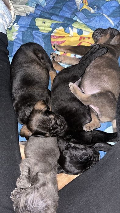 Цуценята Кане Корсо Одеса