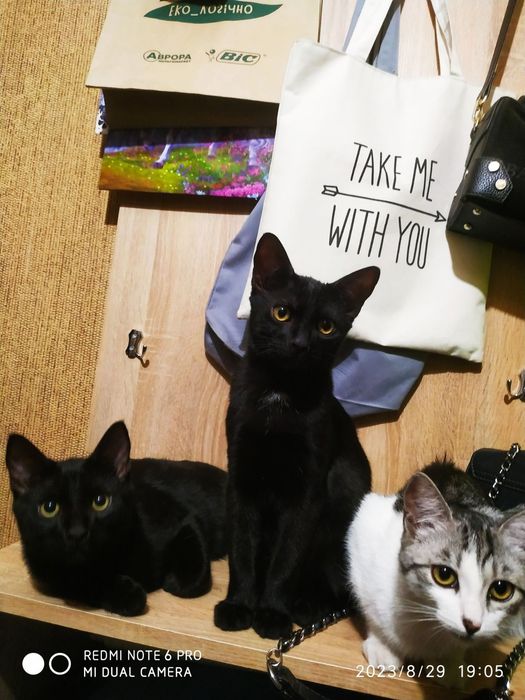 Котята ждут постодянный дом.